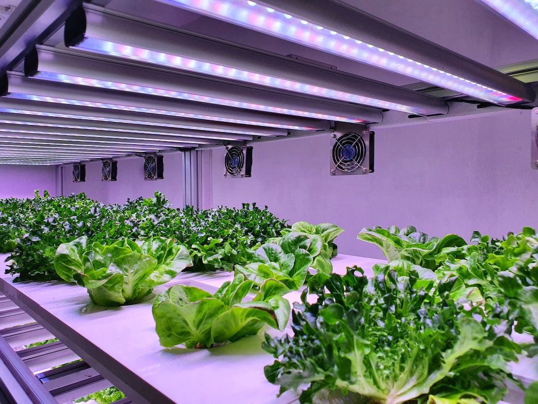 Optymalizowanie uprawy roślin za pomocą nowoczesnego oświetlenia